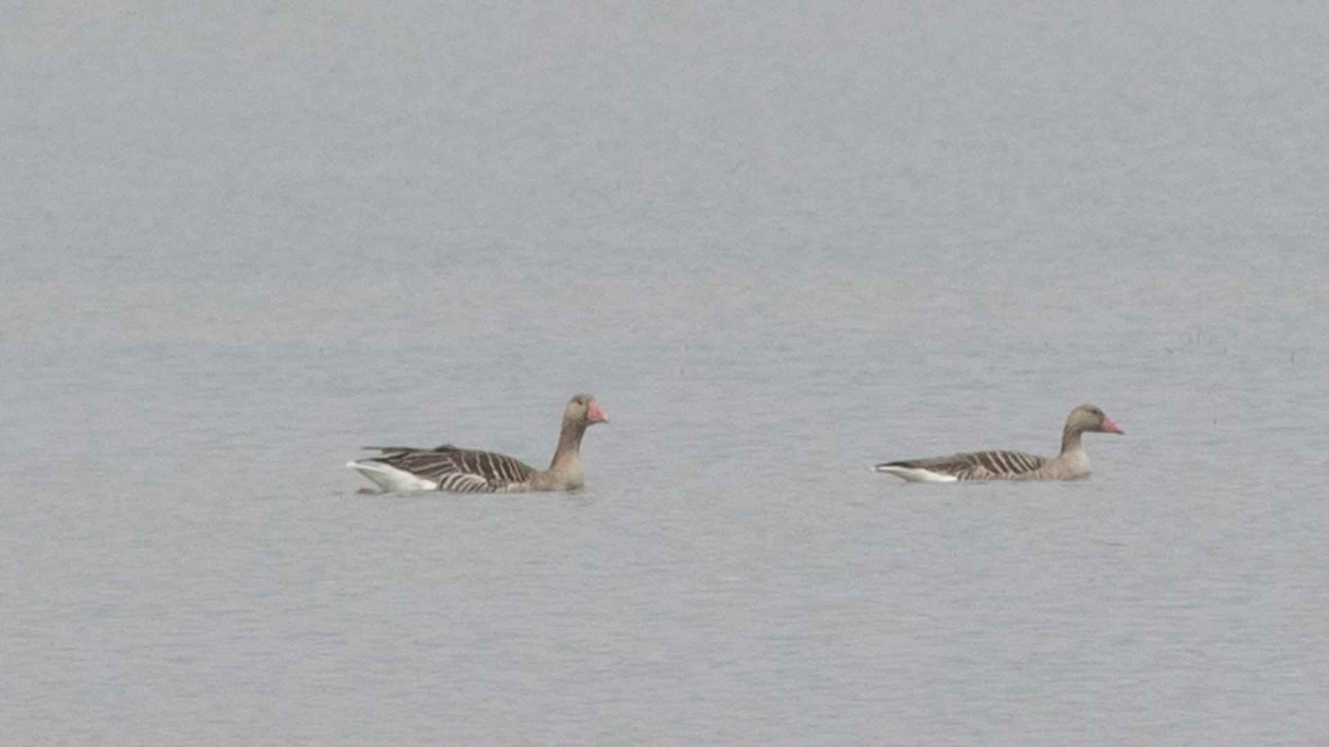 Graylag Goose